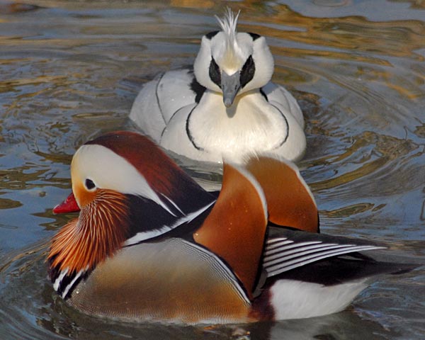 京都市立動物園　ミコアイサとホオジロガモ_e0035757_0555872.jpg