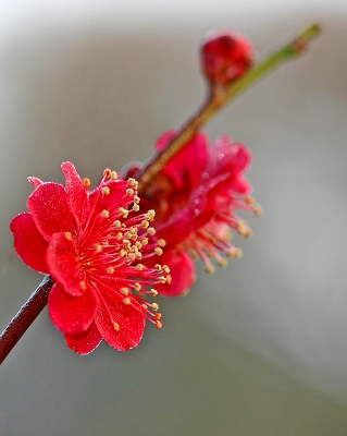 朝露に濡れる花たち_d0102968_6445537.jpg