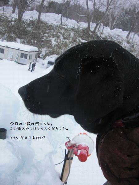 ぐり、支笏湖の氷濤まつりに行く。_b0000885_9185928.jpg