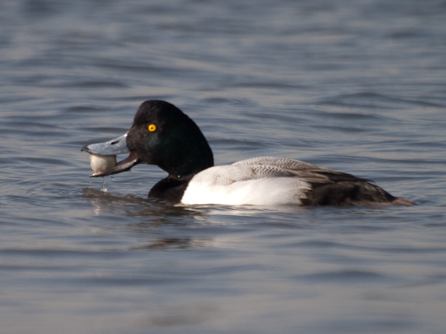 葛西臨海公園　スズガモ_d0146592_23365297.jpg