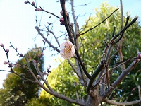 梅の開花（＾＾）ｖ_f0026093_2172114.jpg