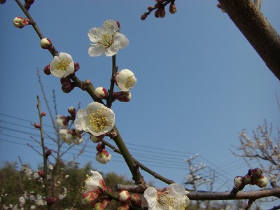 c0125501_13232643.jpg