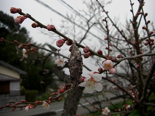 c0125501_1324361.jpg