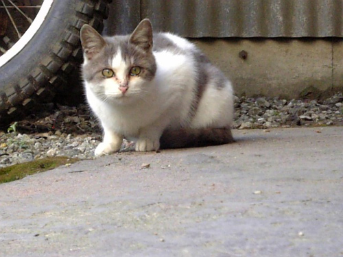 Feeding_d0130115_2043313.jpg