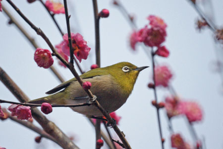     　　   　　　  　　　    　  【　　　　　二月の植物園（鳥）　　　　　　】_d0099420_20562981.jpg