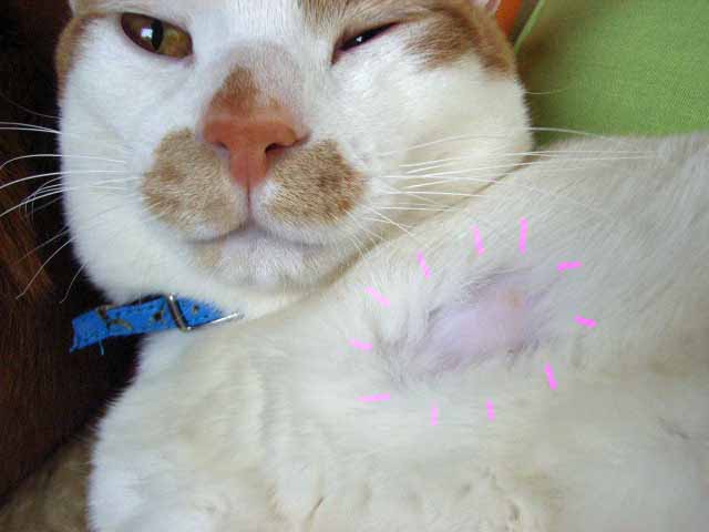 茶っ鬼ぃ ハゲる_d0081025_2319240.jpg