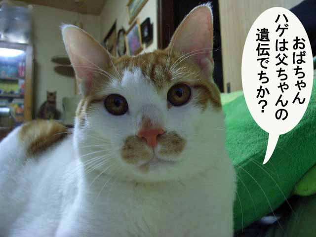 茶っ鬼ぃ ハゲる_d0081025_23241875.jpg