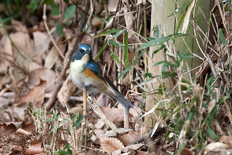 e0104632_1505680.jpg