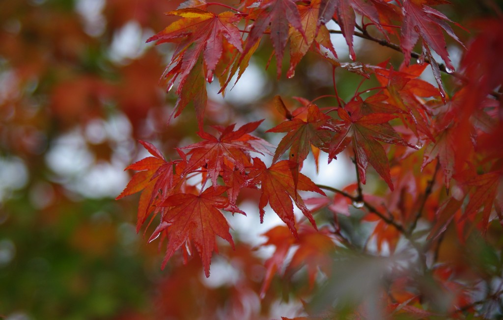 茶臼山高原の紅葉_b0058733_0136.jpg