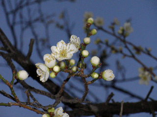 b0126538_1085443.jpg