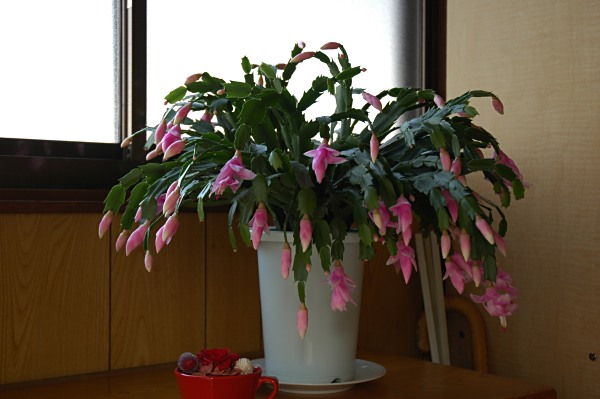 c0117150_1610880.jpg