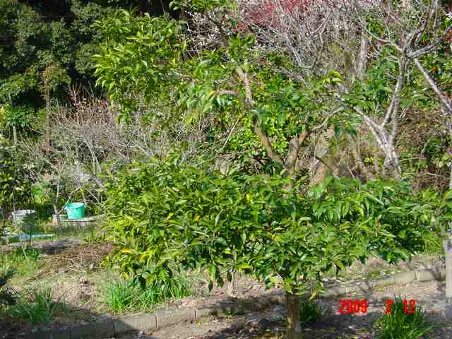 果樹園 みかんの剪定 私の家庭菜園歳時記