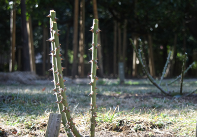 2月月例会/剪定_a0094959_21462454.jpg
