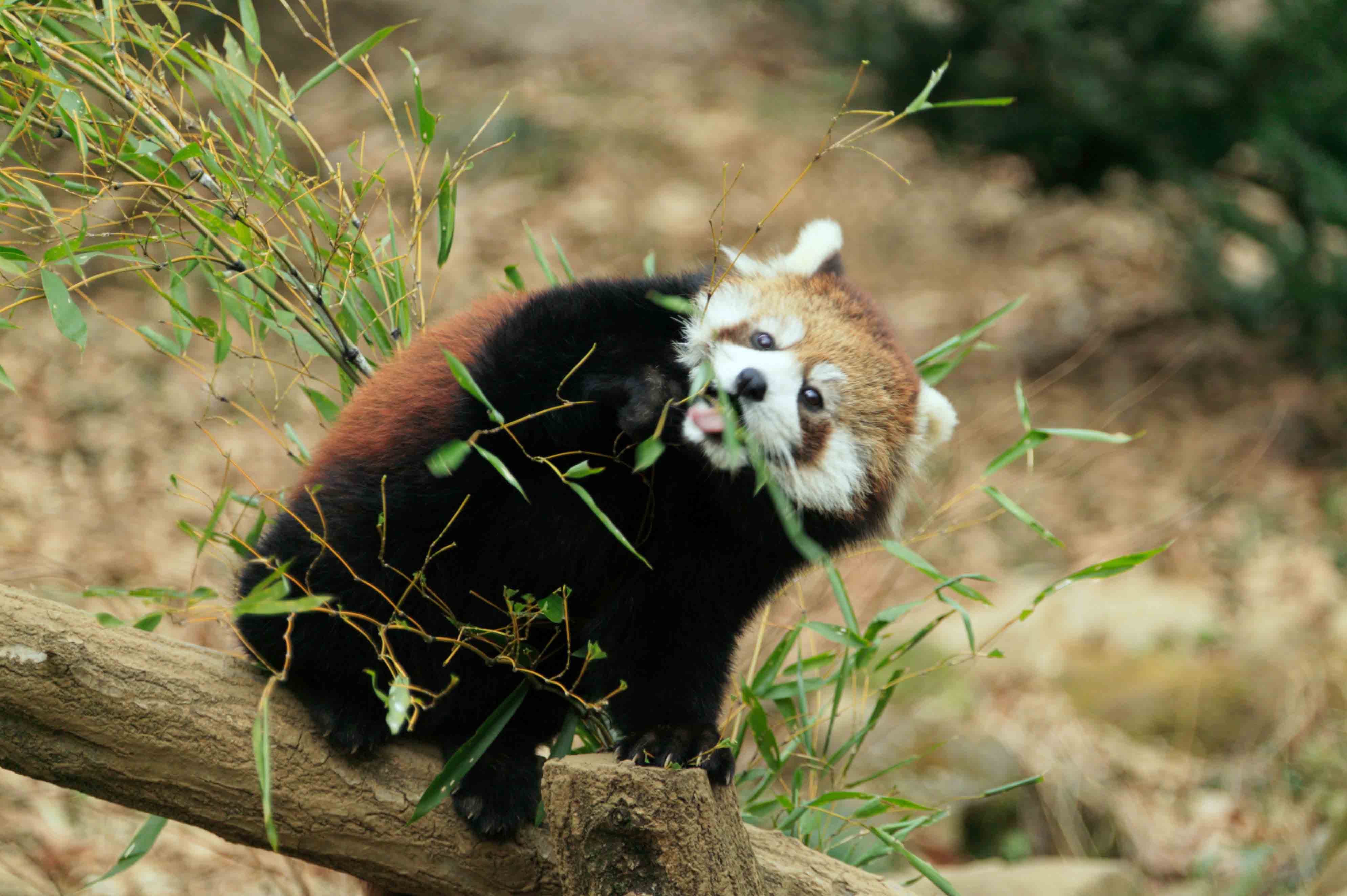 多摩動物園_e0021160_8365448.jpg