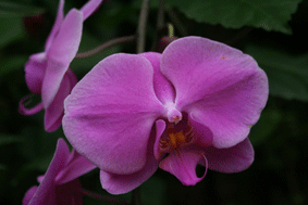 e0167771_0283285.gif