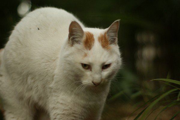 猫も忙しい_c0109780_17562358.jpg