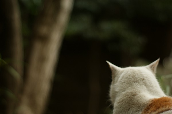 猫も忙しい_c0109780_17563078.jpg