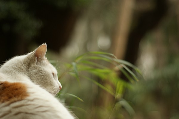 猫も忙しい_c0109780_17563635.jpg