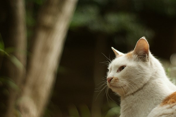 猫も忙しい_c0109780_17564292.jpg
