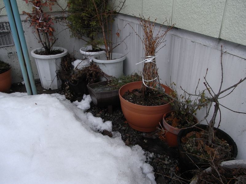 2月に春の匂い_c0025115_17284283.jpg