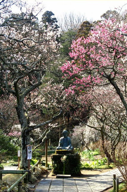 東慶寺の梅_d0085025_15331942.jpg