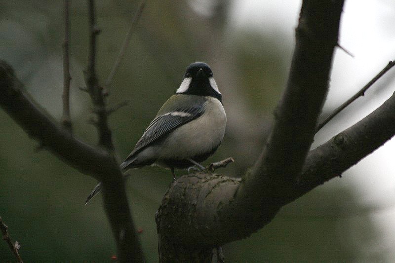 梅と鳥たち　シジュウカラ_c0107231_21503325.jpg