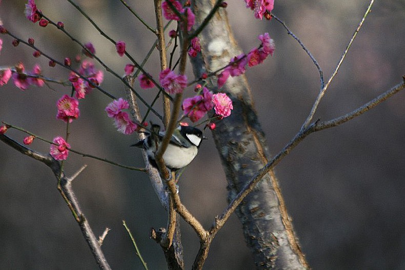 梅と鳥たち　シジュウカラ_c0107231_21553463.jpg