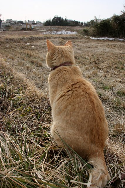 田んぼを見て何思う？_c0009934_14545275.jpg