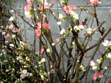 b0012636_16392318.gif