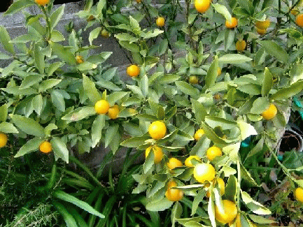 b0012636_16405745.gif