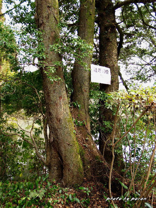 京都府立植物園（２月中旬）の様子_c0137342_9445430.jpg