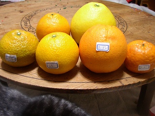 a0068350_4583897.jpg