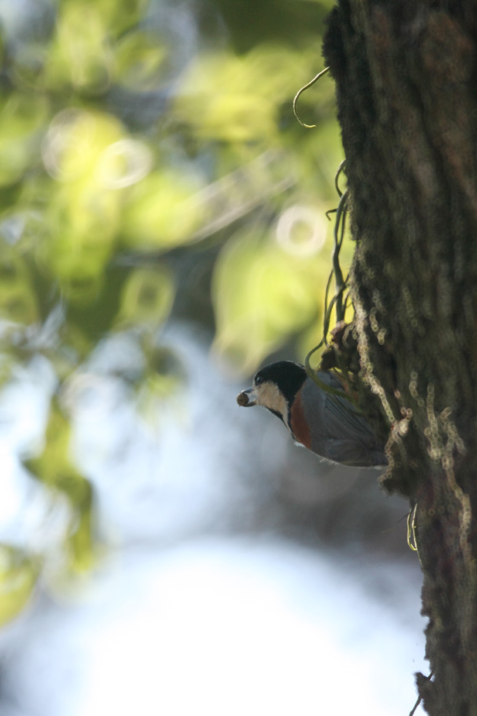 野鳥バラエティーセット_d0148060_19582966.jpg