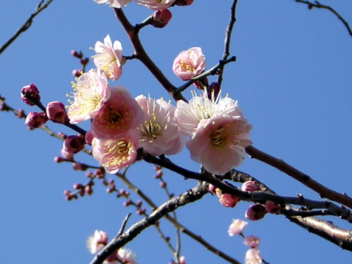 梅の花・・・綺麗でした_e0081370_2271637.jpg