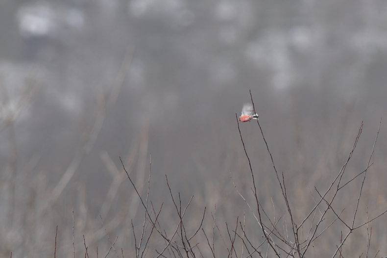 高原の鳥さん達_f0053272_1212158.jpg