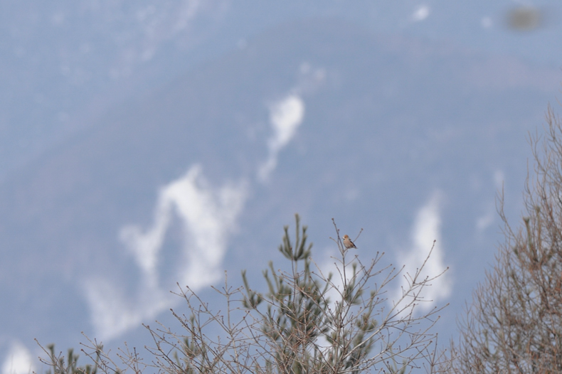 高原の鳥さん達_f0053272_12134316.jpg