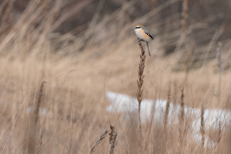 高原の鳥さん達_f0053272_12173012.jpg