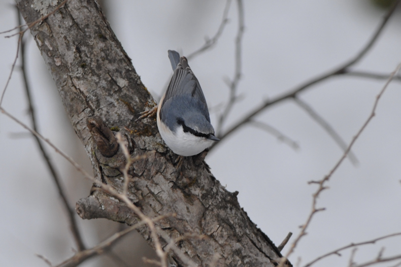 高原の鳥さん達_f0053272_1231544.jpg