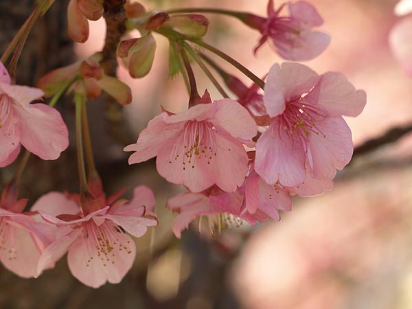 レンズ解体・組立て（其の二）　試し撮り～河津さくら_c0116284_2121539.jpg