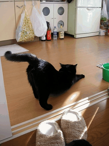 d0057595_0282338.gif