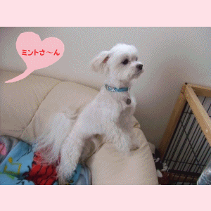 f0148595_11551519.gif