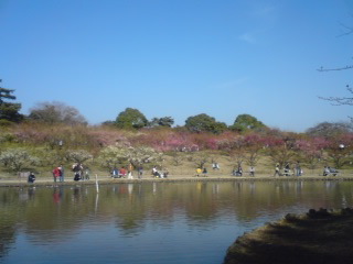 緑ヶ丘公園 梅の開花状況_f0196515_142079.jpg