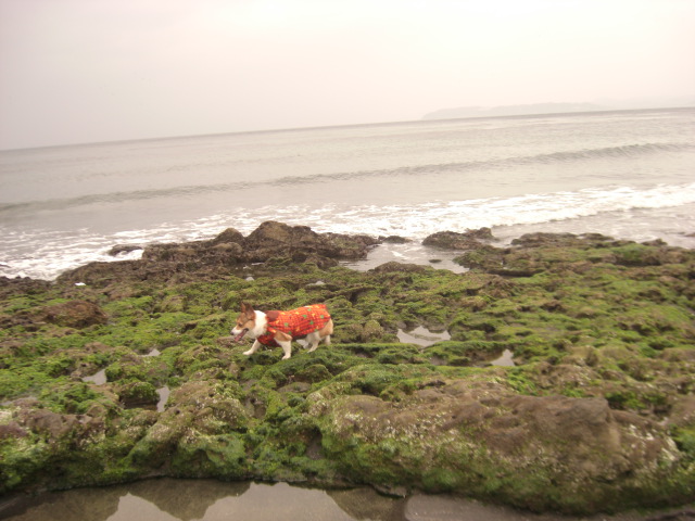 f0182121_8491624.jpg