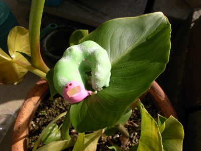 f0073833_9585024.jpg