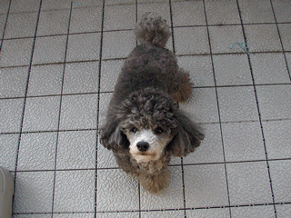 c0136736_2035477.gif
