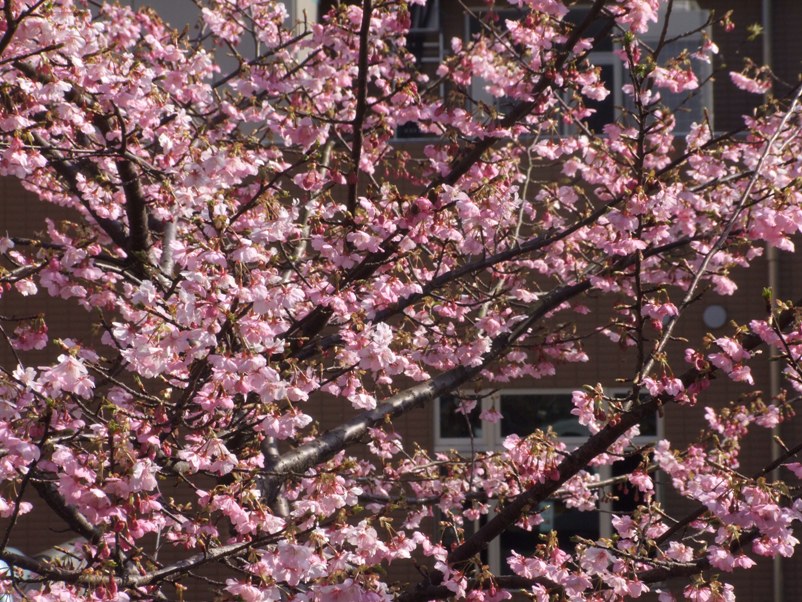 桜情報　Bスポット　満開の河津桜_a0103948_2339267.jpg