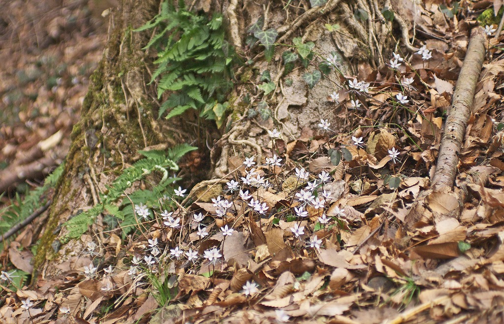 e0163149_1974190.jpg