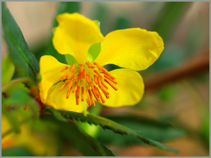 温室の花々　　　016)_c0068050_8271286.jpg