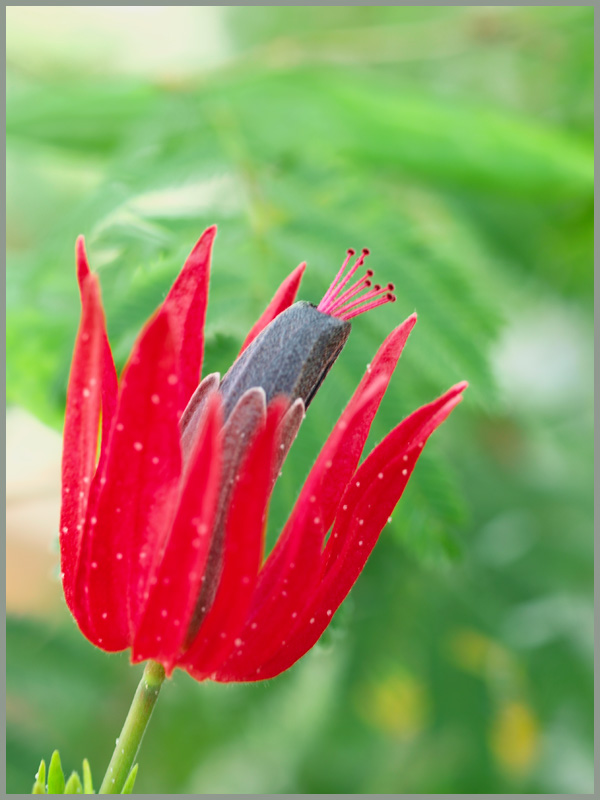 温室の花々　　　016)_c0068050_8273687.jpg