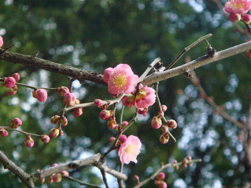e0125762_04681.jpg